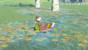 bright chested duck wildlife zelda totk wiki guide 300px