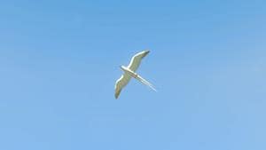 cloud seagull wildlife zelda totk wiki guide 300px