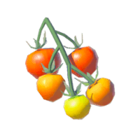 hylian tomato materials zelda tears of the kingdom wiki guide 200px