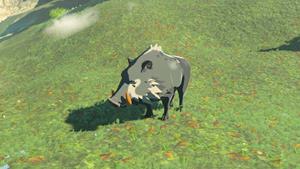 red tusked boar wildlife zelda totk wiki guide 300px