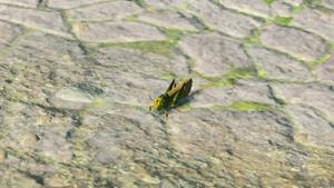 restless cricket wildlife zelda totk wiki guide 300px