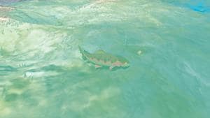 sizzlefin trout wildlife zelda totk wiki guide 300px