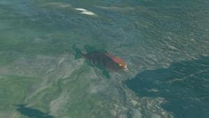 staminoka bass wildlife zelda totk wiki guide 300px