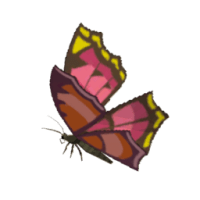 summerwing butterfly materials zelda tears of the kingdom wiki guide 200px