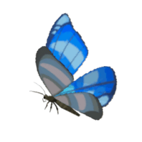 winterwing butterfly materials zelda tears of the kingdom wiki guide 200px